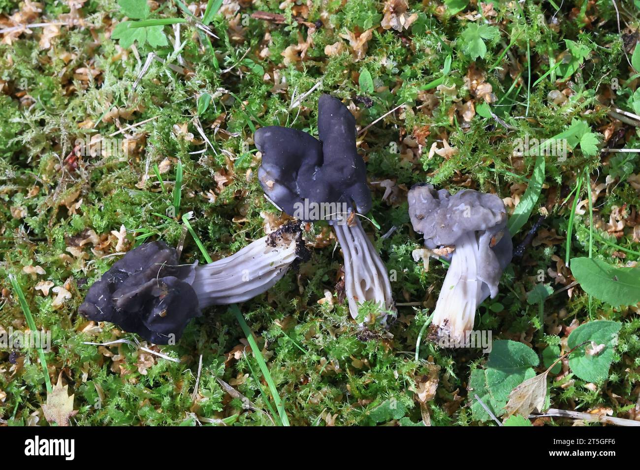 Helvella lacunosa, connue sous le nom de selle gris ardoise ou selle à ailette noire cannelée, champignon sauvage de Finlande Banque D'Images