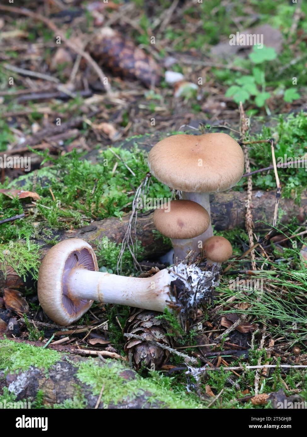 Cortinarius malachius, un champignon à coiffe de Finlande, pas de nom anglais commun Banque D'Images