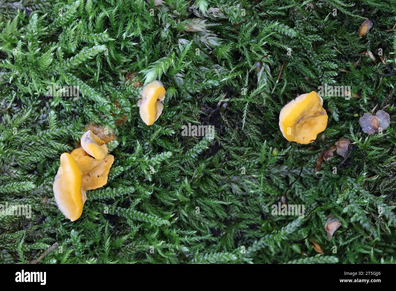 Femsjonia peziziformis, également appelé Ditiola peziformis, un champignon gélatineux de Finlande, pas de nom commun en anglais Banque D'Images Femsjonia peziziformis, également appelé Ditiola peziformis, un champignon gélatineux de Finlande, pas de nom commun en anglais Banque D'Images