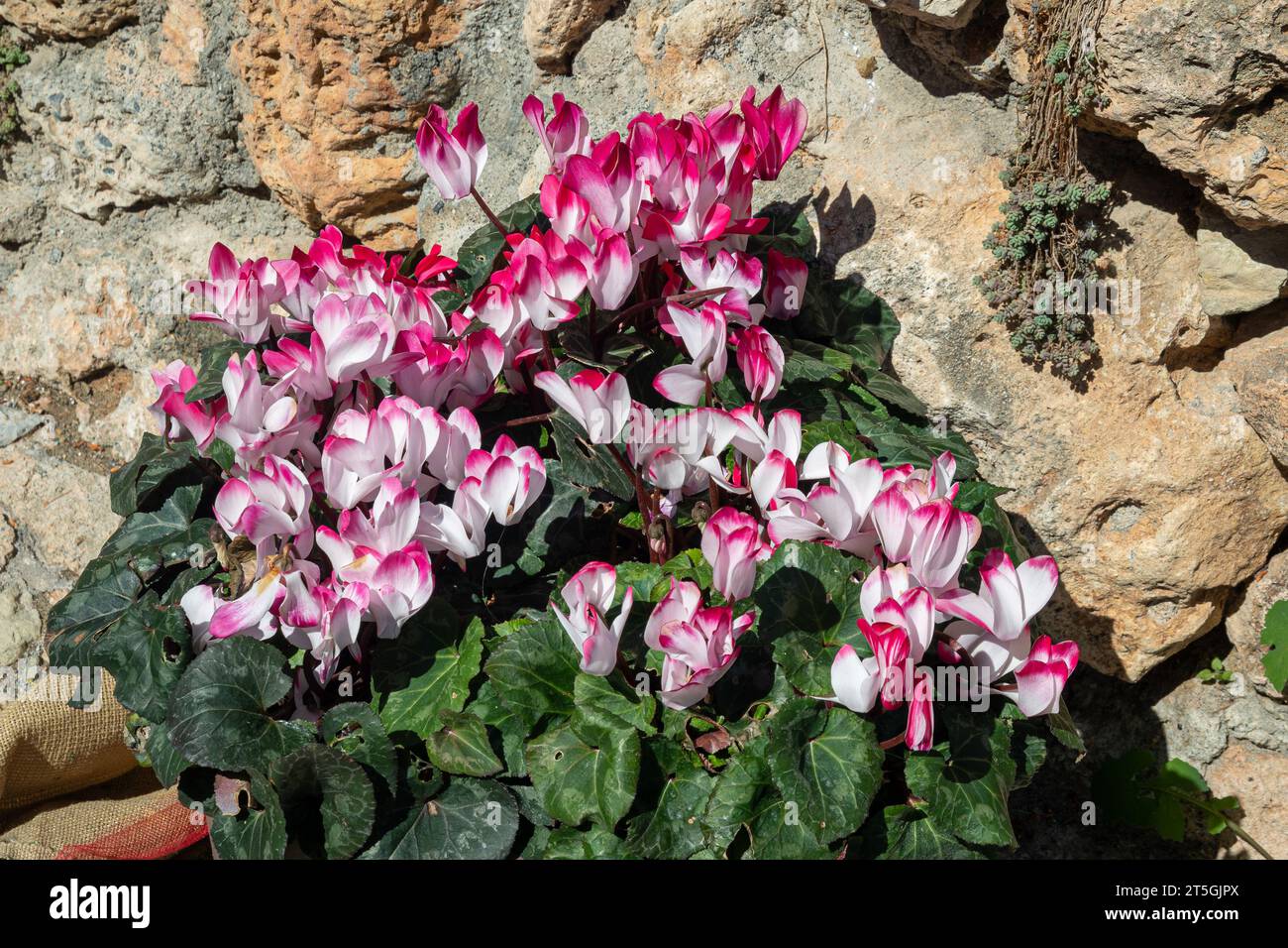Cyclamens roses et blancs en pot, plantes à fleurs vivaces de la famille des Primulaceae, contre un vieux mur de pierre, Savone, Ligurie, Italie Banque D'Images
