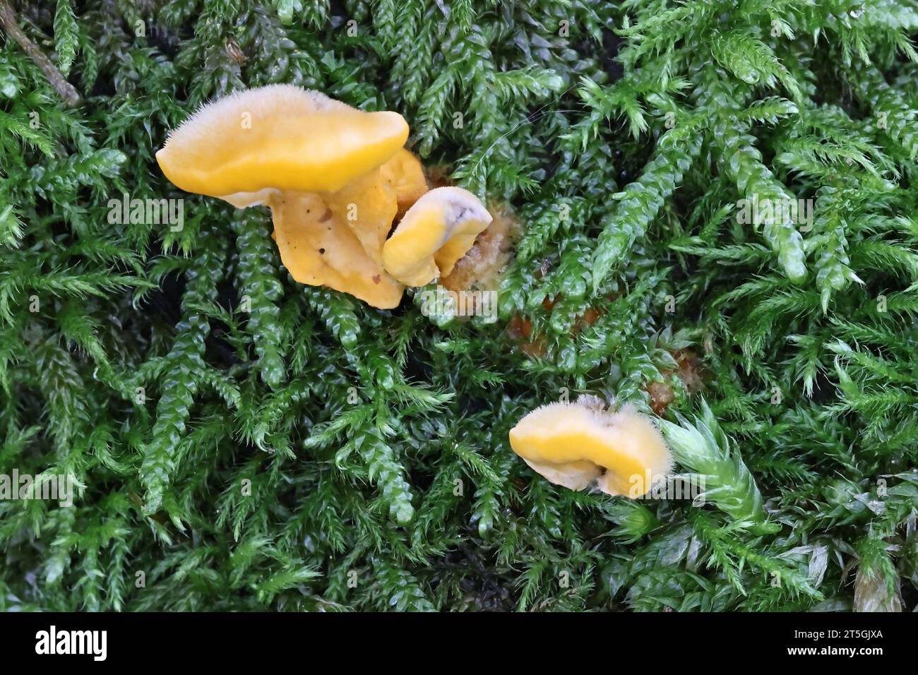 Femsjonia peziziformis, également appelé Ditiola peziformis, un champignon gélatineux de Finlande, pas de nom commun en anglais Banque D'Images Femsjonia peziziformis, également appelé Ditiola peziformis, un champignon gélatineux de Finlande, pas de nom commun en anglais Banque D'Images
