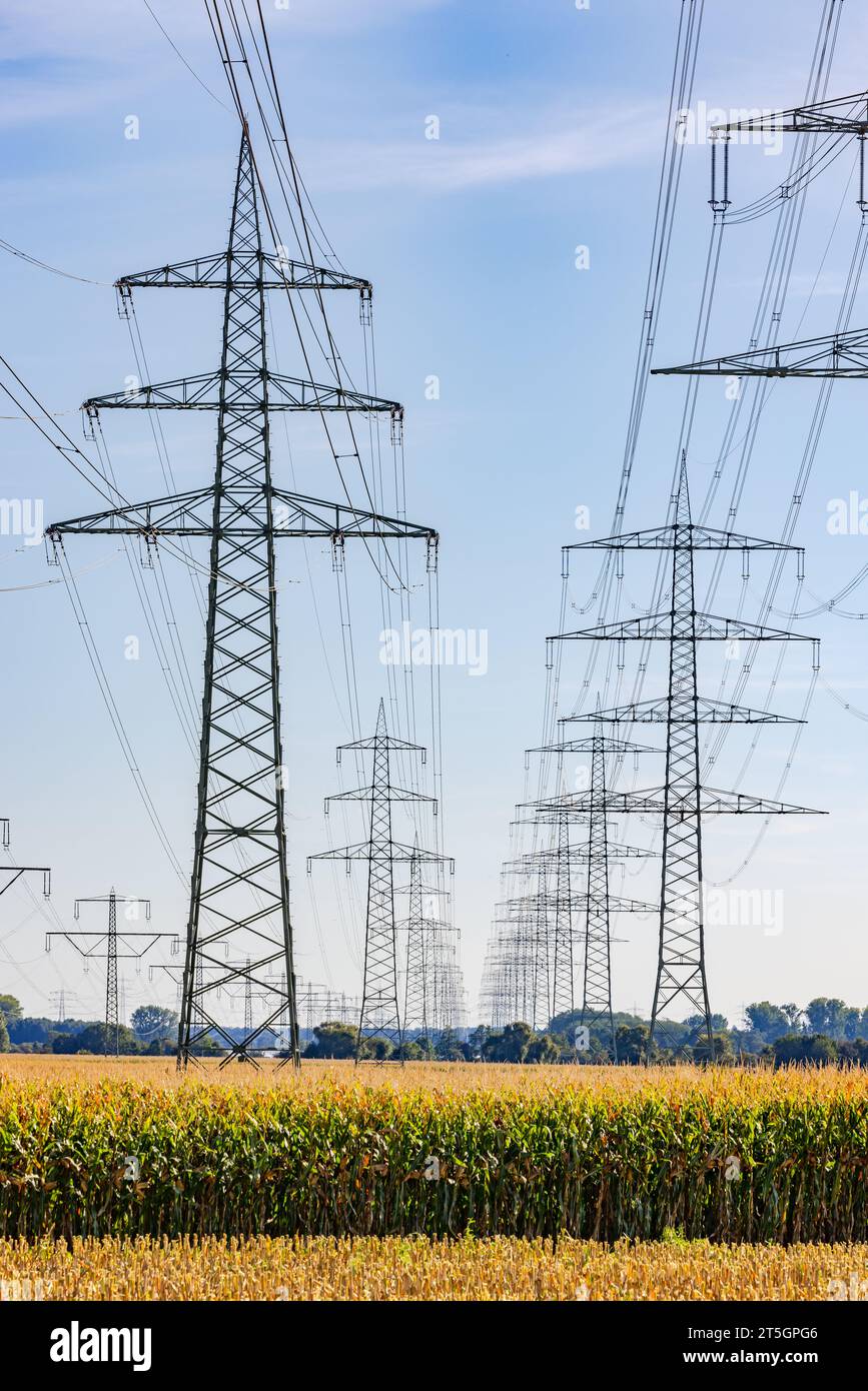 Zone rurale avec champ de maïs et pylônes à haute tension et lignes électriques aériennes jusqu'à l'horizon, portrait de la crise énergétique en Allemagne Banque D'Images