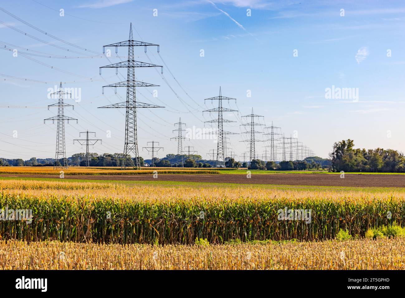 Un champ agricole avec du maïs avec de nombreux poteaux électriques aériens et des lignes aériennes dans les zones rurales, l'Allemagne dans la transition énergétique Banque D'Images