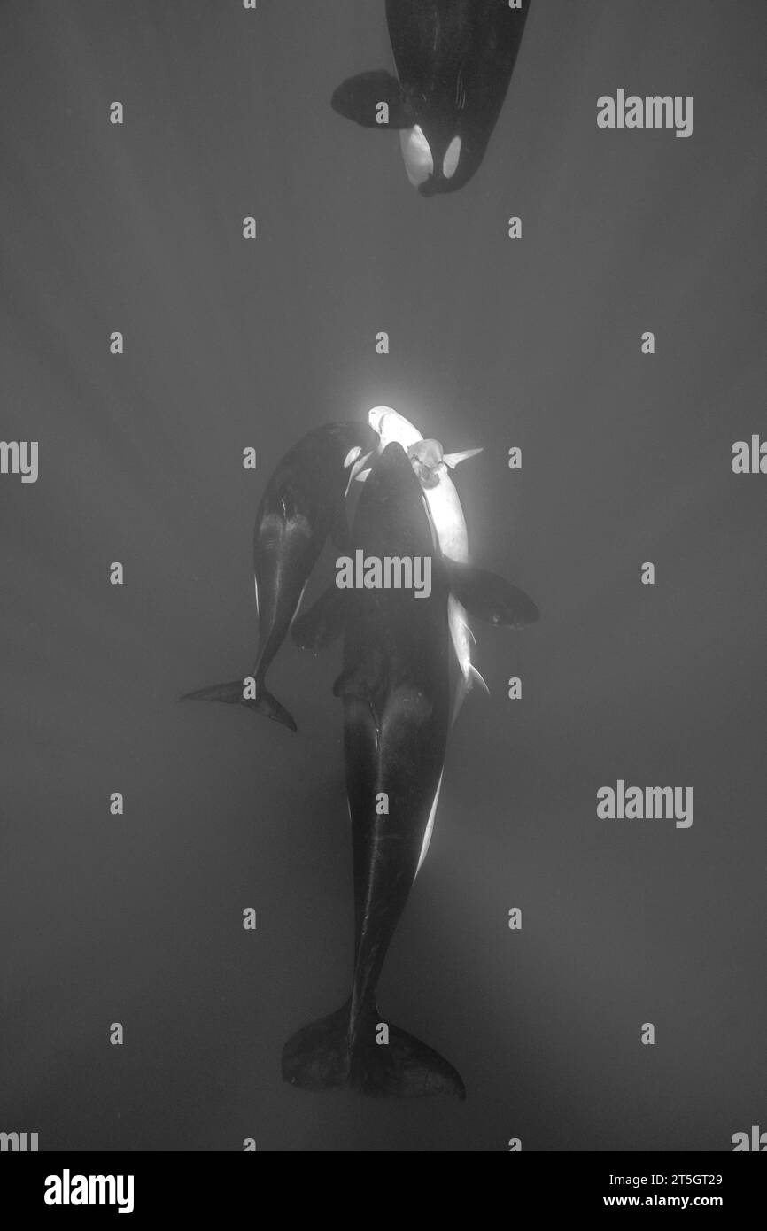 Vue sous-marine grand angle d'épaulards se nourrissant d'un requin tigre dans les eaux bleues de Mayotte - rayons de lumière spectaculaires et rare prédation marine. Banque D'Images