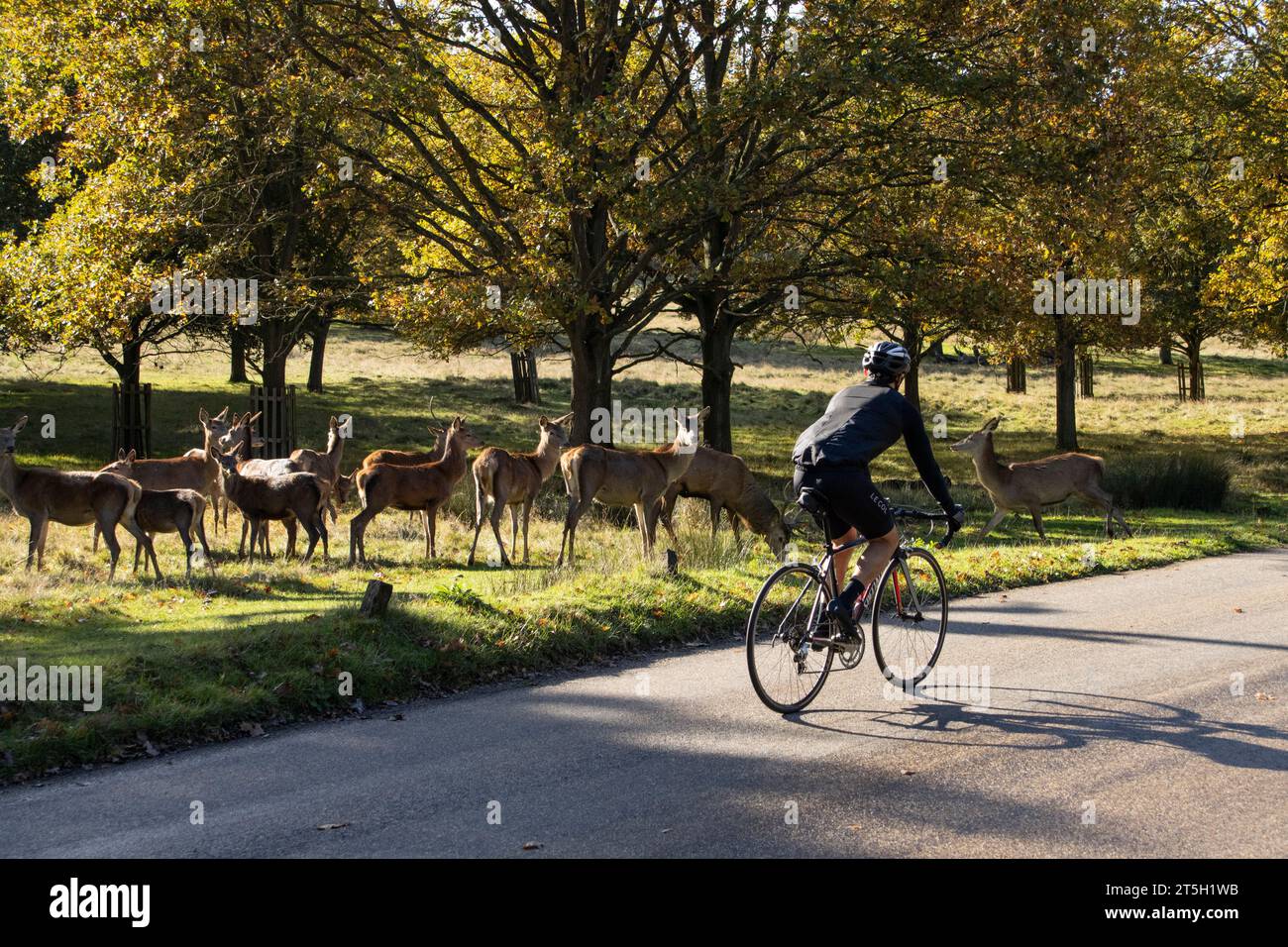 Londres, Royaume-Uni. 05 novembre 2023. Un troupeau de cerfs de jachère traverse l'une des routes principales traversant Richmond Park sur l'une des principales pistes cyclables aux couleurs automnales. 05th November 2023 Richmond, Southwest London, England, United Kingdom crédit : Jeff Gilbert/Alamy Live News crédit : Jeff Gilbert/Alamy Live News Banque D'Images