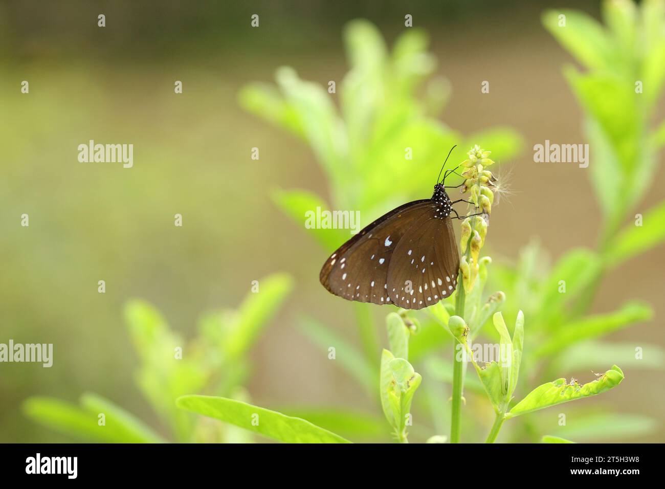 Papillon corbeau à pois bleus sur la plante Banque D'Images