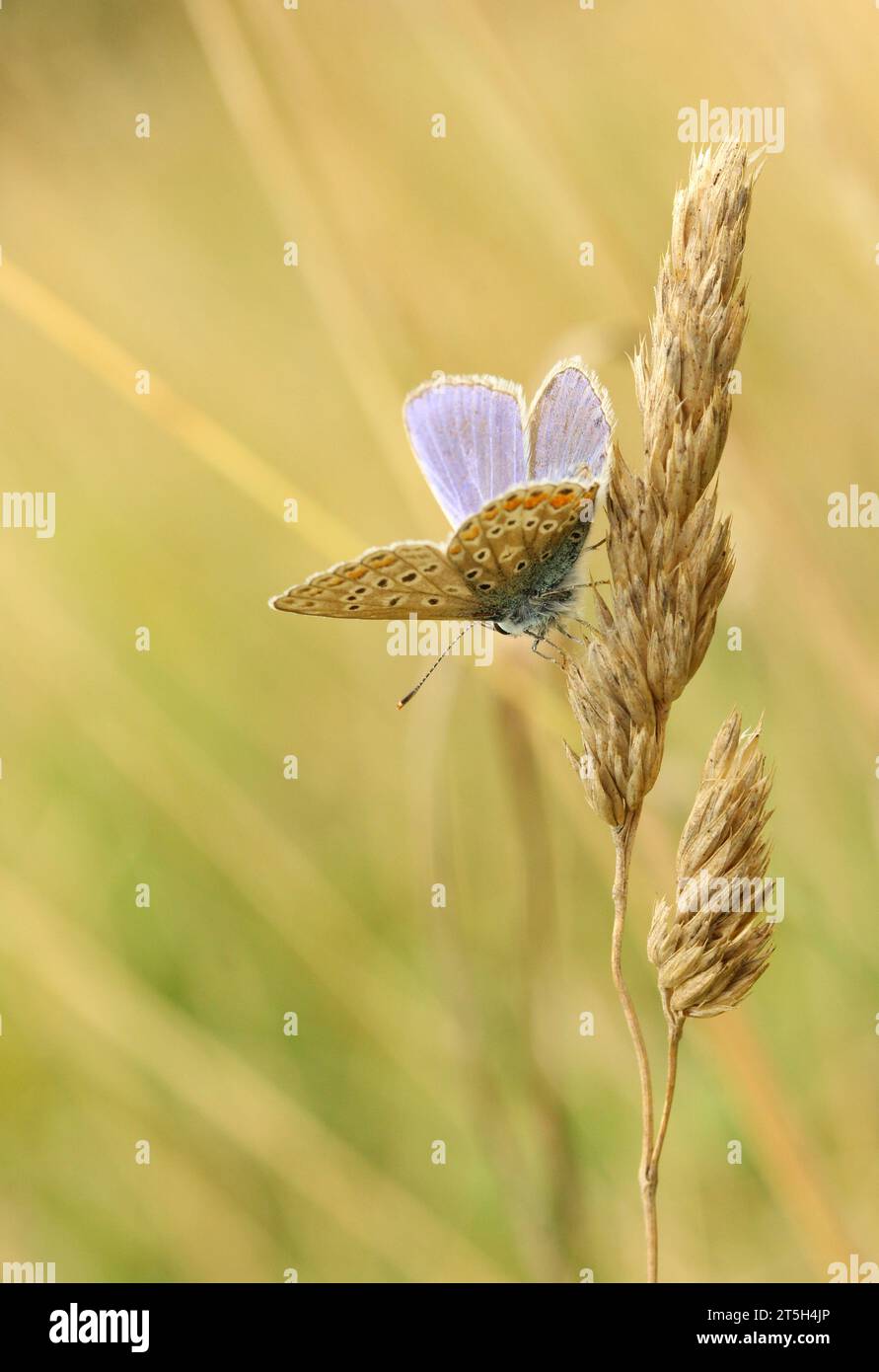 Papillon bleu commun sur l'herbe Banque D'Images