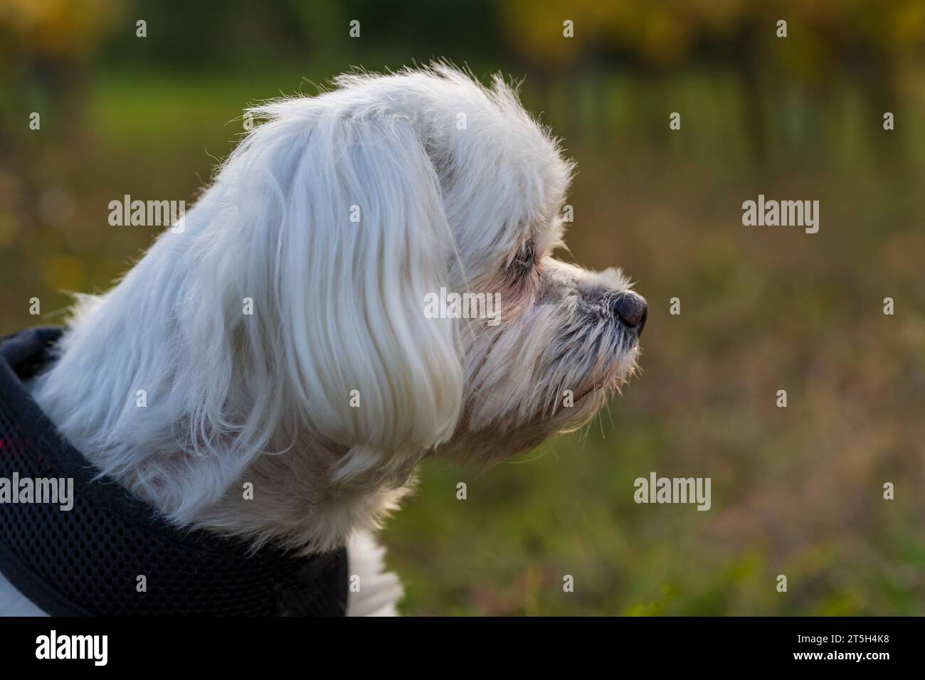 Chien maltais - chien blanc dans une prairie au soleil couchant Banque D'Images