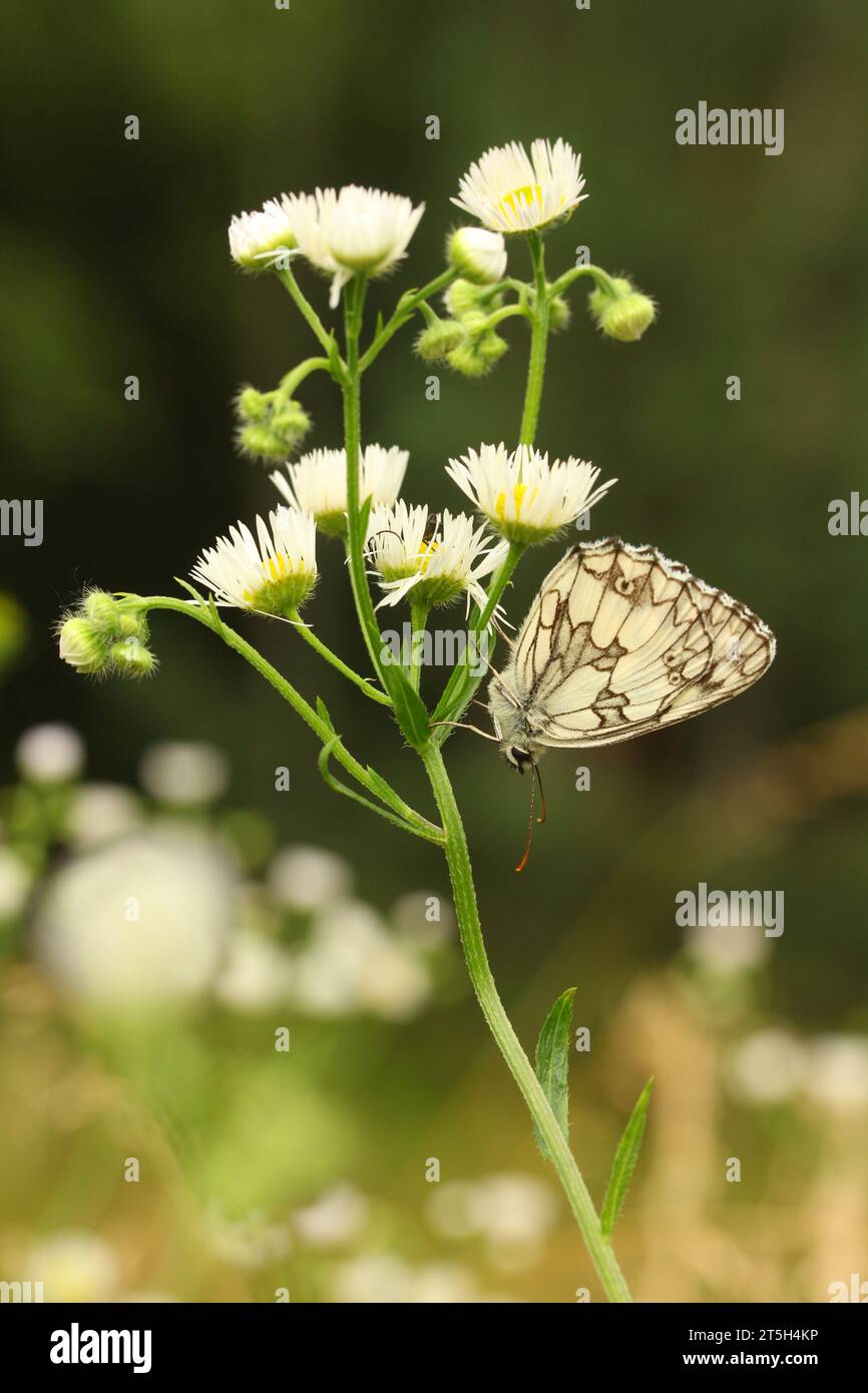 Papillon blanc marbré sur les fleurs de Marguerite Banque D'Images