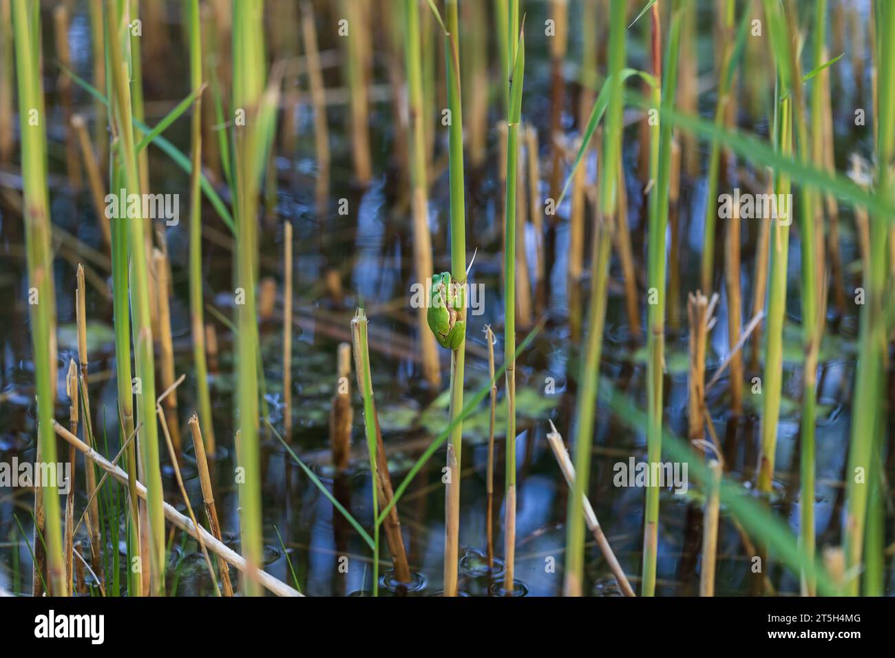 Grenouille d'arbre - Hyla arborea - grenouille verte assise sur une lame d'herbe sèche.Photo a beau bokeh. Banque D'Images
