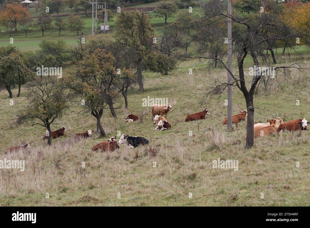 Un troupeau de vaches se trouve dans un pré dans un enclos clôturé. Banque D'Images