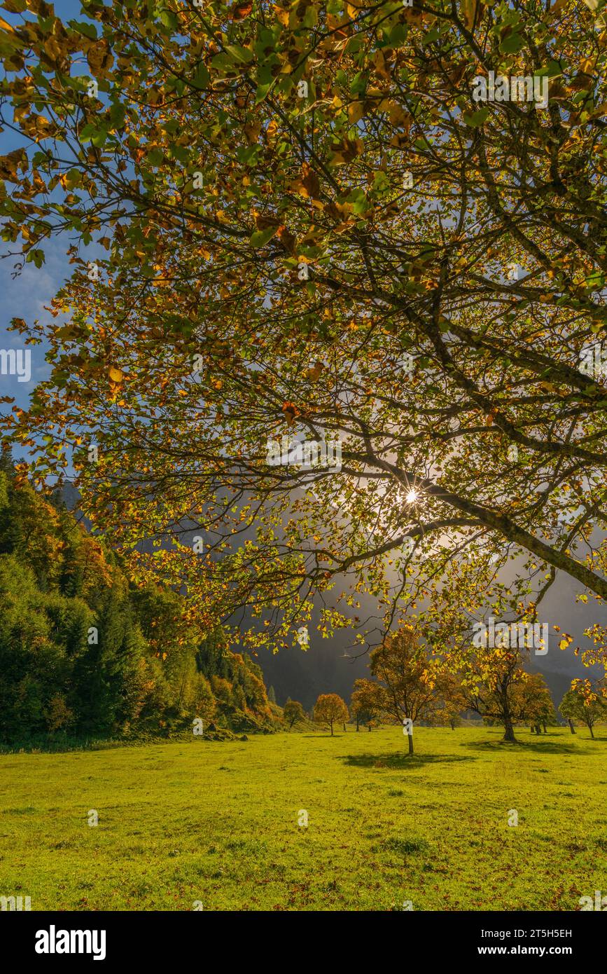 Foilage d'automne coloré dans l'Ahorn Boden, Maple Ground, Engtal ou Eng Valley, réserve naturelle Karwendel massif, les Alpes, Tyrol, Autriche, Banque D'Images