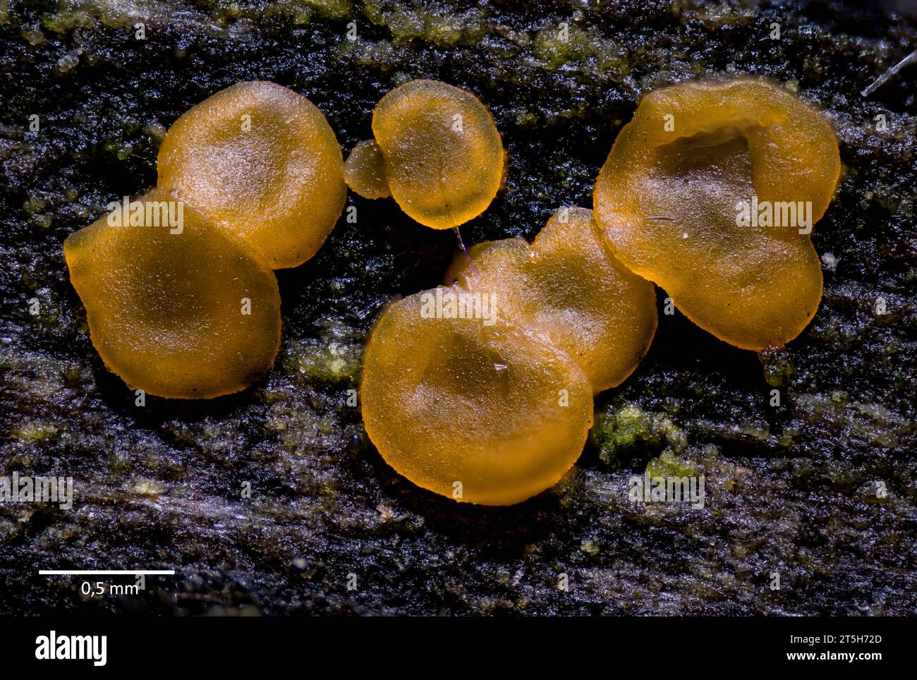 Tasses en verre communes (Orbilia sp., probablement O. xanthostigma) de Hidra, au sud-ouest de la Norvège, en novembre. Banque D'Images