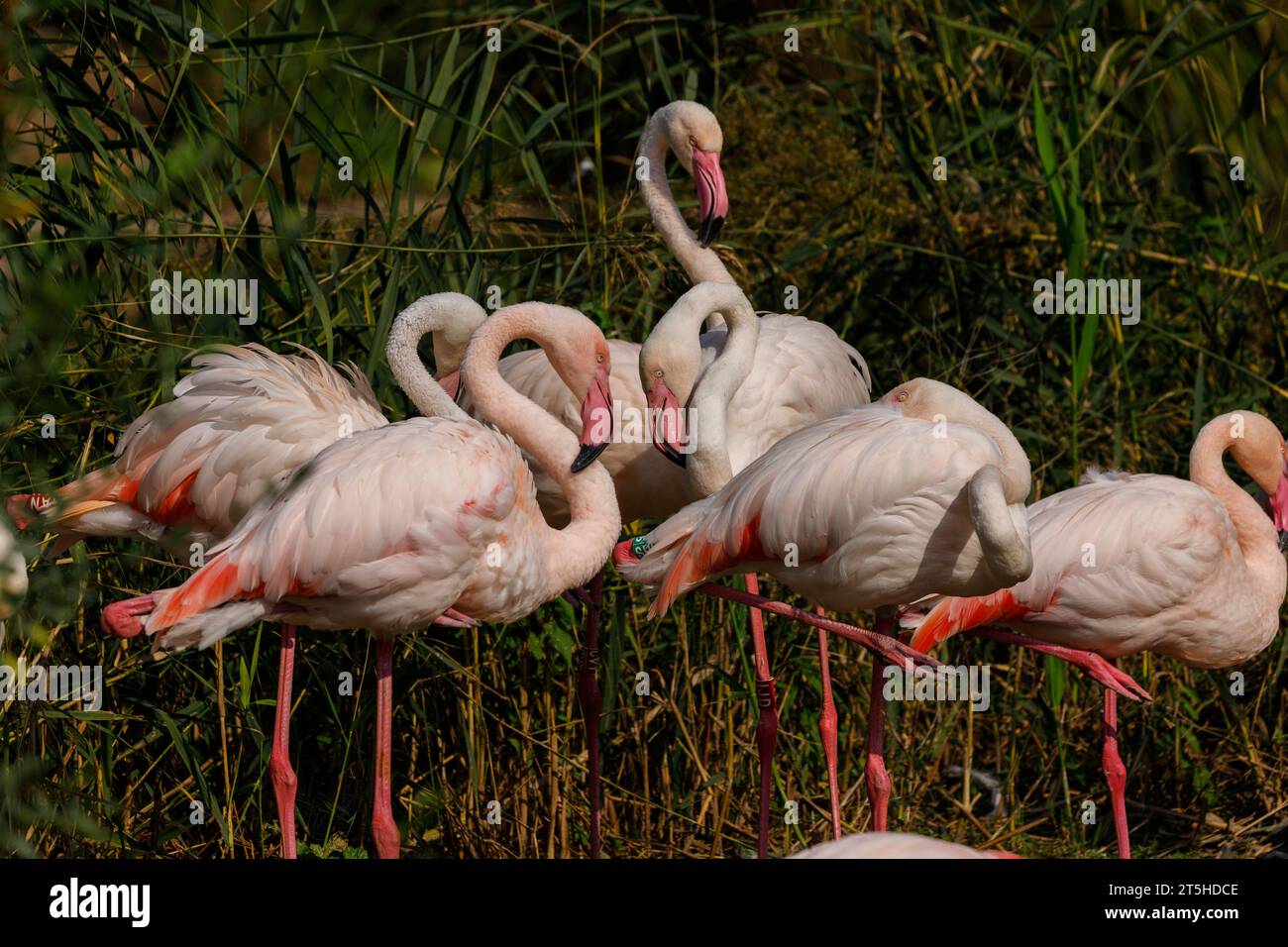Les grands flamants roses (Phoenicopterus roseus, famille : Phoenicopteridae). Banque D'Images