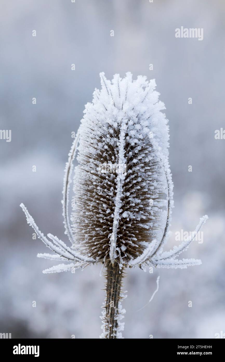 Wilde Karde, Karde, Karden, Fruchtstand im Winter BEI EIS und Schnee, Dipsacus fullonum, Dipsacus sylvestris, cuillère à café de Fuller, cuillère à café sauvage,cuillère à café, co Banque D'Images