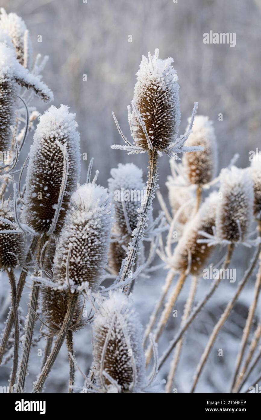 Wilde Karde, Karde, Karden, Fruchtstand im Winter BEI EIS und Schnee, Dipsacus fullonum, Dipsacus sylvestris, cuillère à café de Fuller, cuillère à café sauvage,cuillère à café, co Banque D'Images