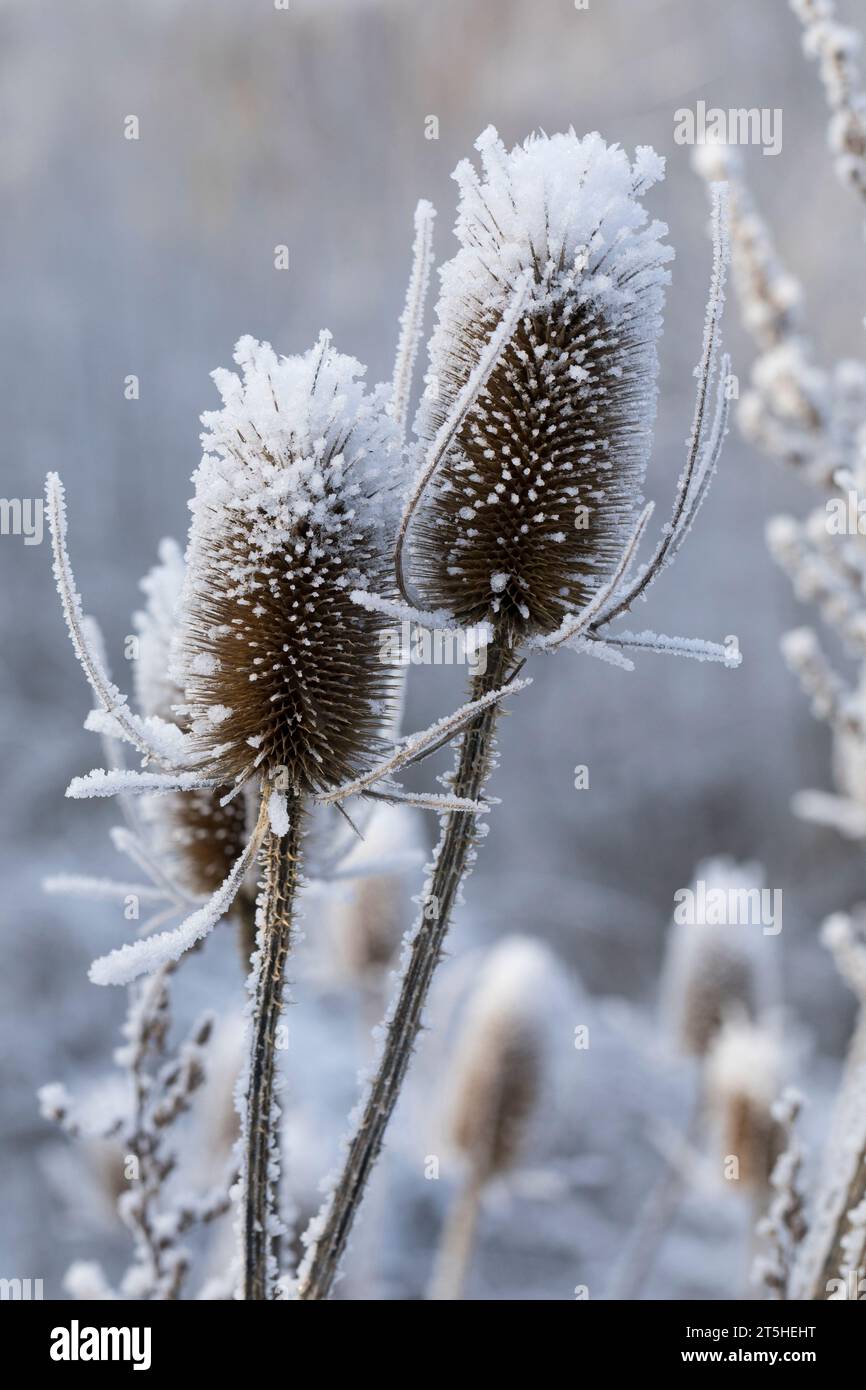 Wilde Karde, Karde, Karden, Fruchtstand im Winter BEI EIS und Schnee, Dipsacus fullonum, Dipsacus sylvestris, cuillère à café de Fuller, cuillère à café sauvage,cuillère à café, co Banque D'Images