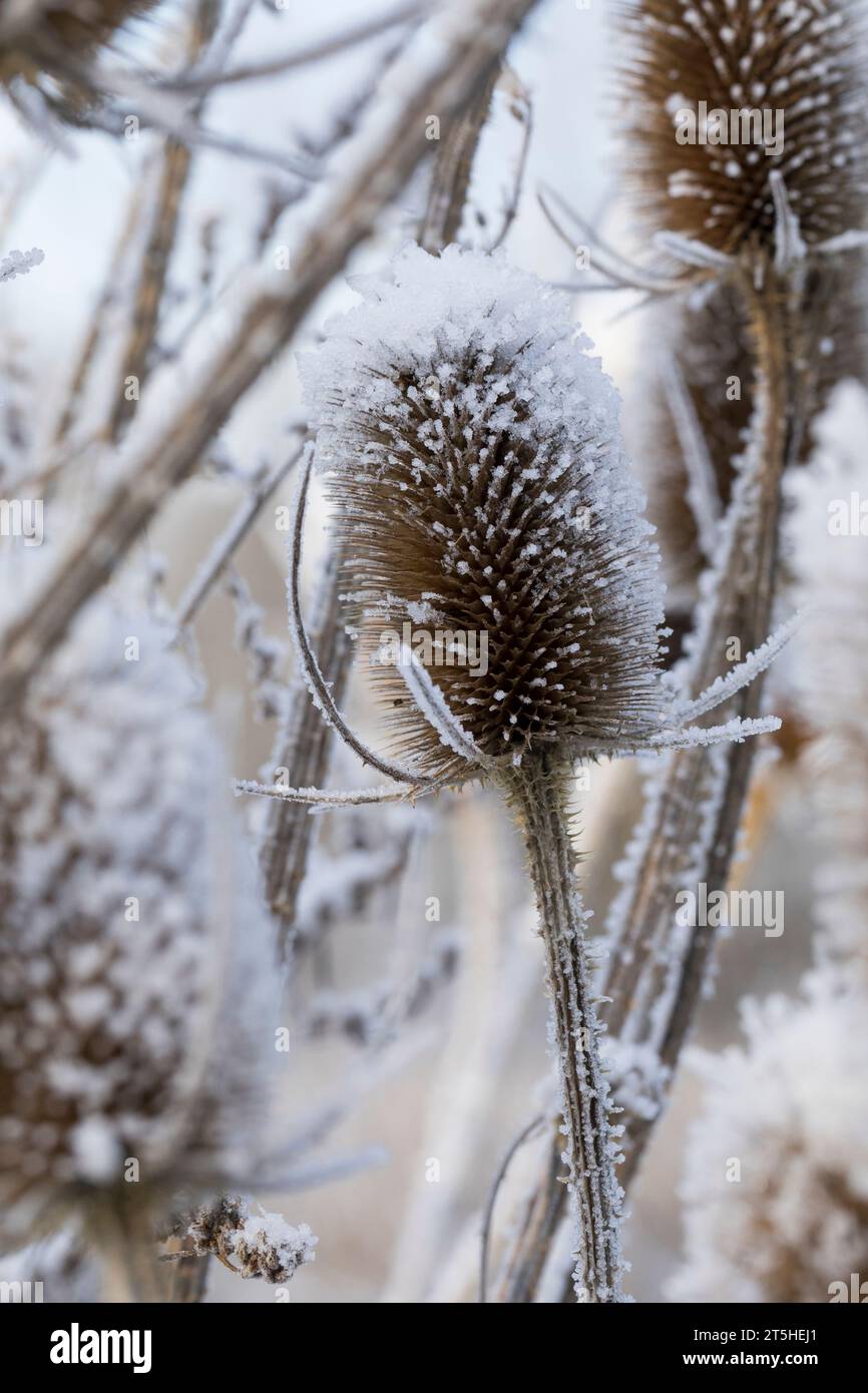 Wilde Karde, Karde, Karden, Fruchtstand im Winter BEI EIS und Schnee, Dipsacus fullonum, Dipsacus sylvestris, cuillère à café de Fuller, cuillère à café sauvage,cuillère à café, co Banque D'Images
