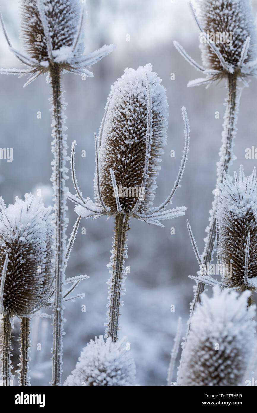 Wilde Karde, Karde, Karden, Fruchtstand im Winter BEI EIS und Schnee, Dipsacus fullonum, Dipsacus sylvestris, cuillère à café de Fuller, cuillère à café sauvage,cuillère à café, co Banque D'Images