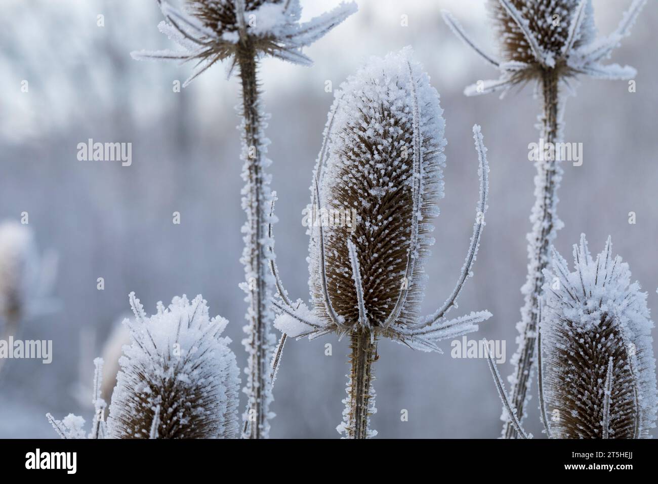Wilde Karde, Karde, Karden, Fruchtstand im Winter BEI EIS und Schnee, Dipsacus fullonum, Dipsacus sylvestris, cuillère à café de Fuller, cuillère à café sauvage,cuillère à café, co Banque D'Images