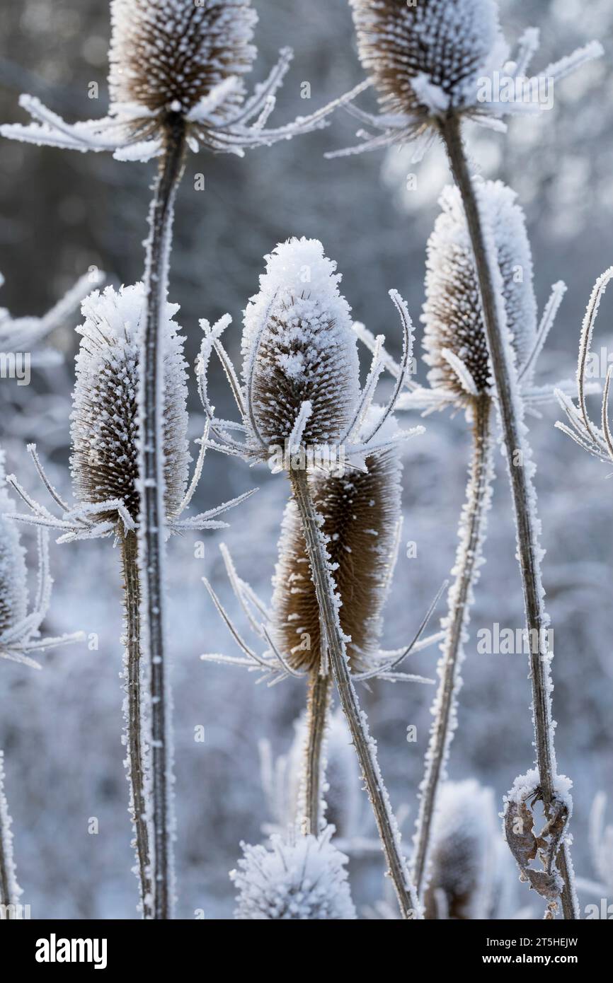 Wilde Karde, Karde, Karden, Fruchtstand im Winter BEI EIS und Schnee, Dipsacus fullonum, Dipsacus sylvestris, cuillère à café de Fuller, cuillère à café sauvage,cuillère à café, co Banque D'Images