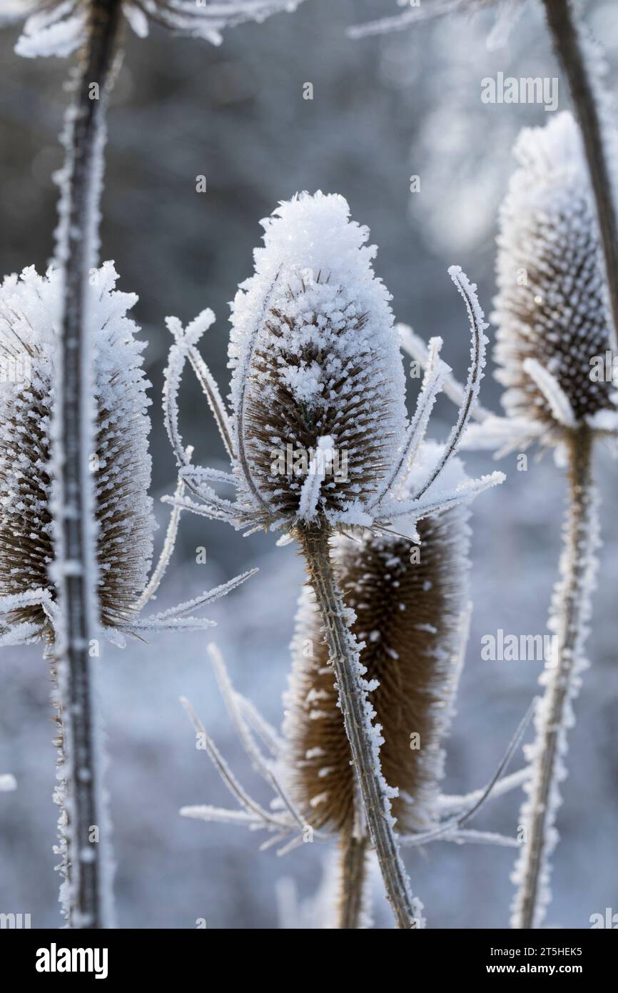 Wilde Karde, Karde, Karden, Fruchtstand im Winter BEI EIS und Schnee, Dipsacus fullonum, Dipsacus sylvestris, cuillère à café de Fuller, cuillère à café sauvage,cuillère à café, co Banque D'Images