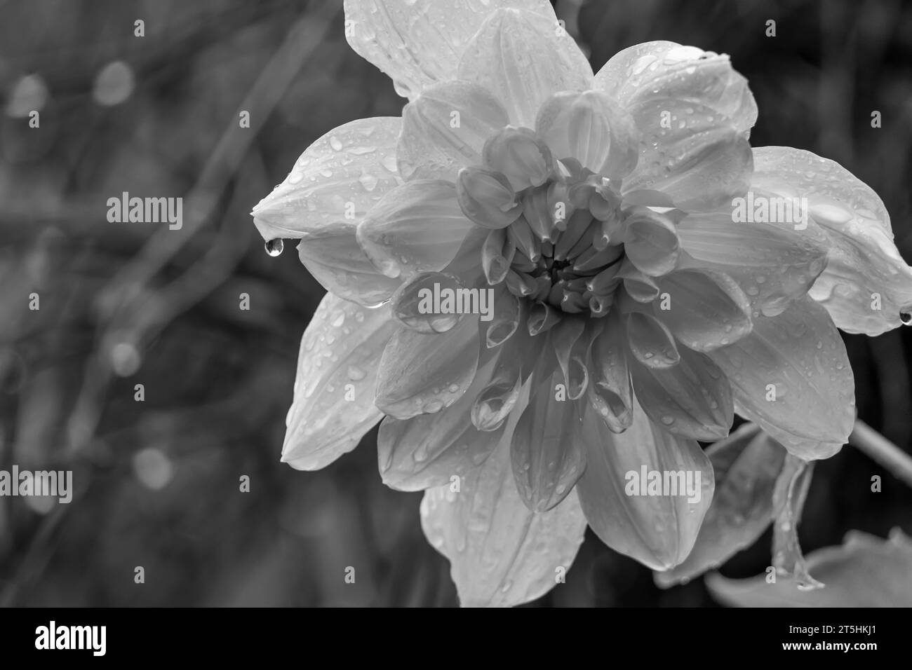 Macro Photographie de gouttes de pluie sur les fleurs Banque D'Images