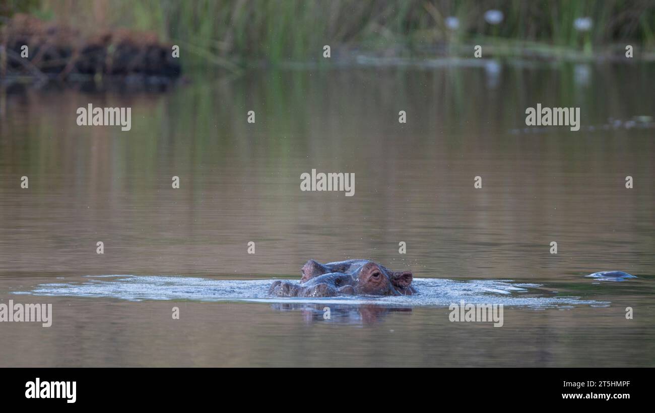 Hippopotamus (Hippopotamus amphibius capensis) capturé en Afrique du Sud Banque D'Images