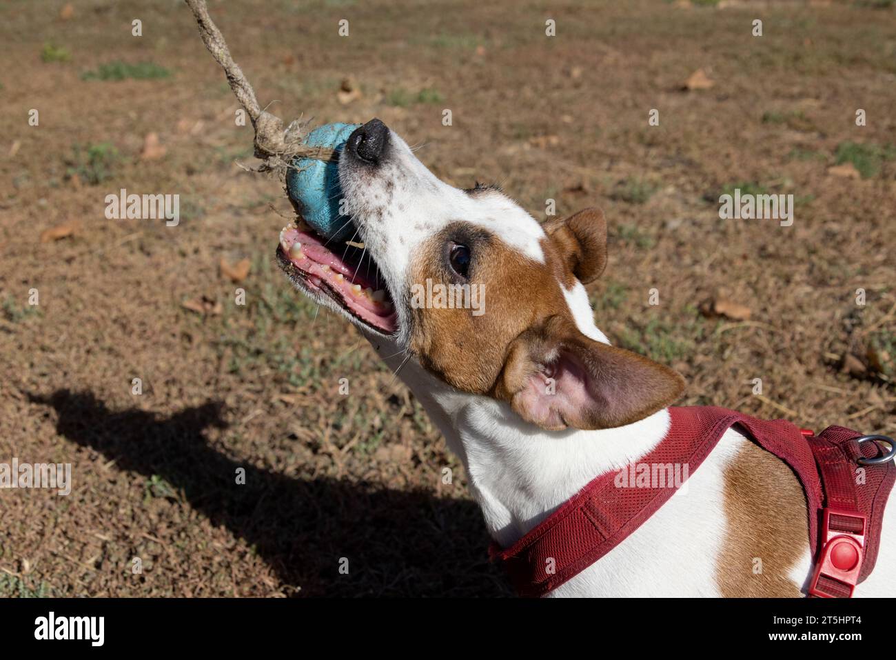 Portrait d'un Jack Russell Terrier à l'extérieur. Joyeux chien Jack Russell jouant dans le parc. Chien actif agile mignon marchant sur l'herbe verte dans le parc sur un Banque D'Images