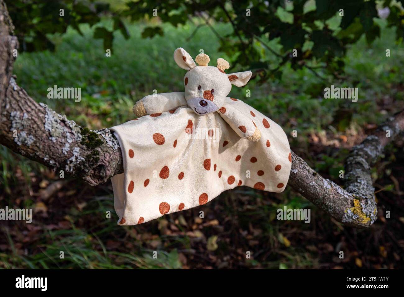 Jouet perdu, une marionnette à main, sur une branche d'arbre Banque D'Images