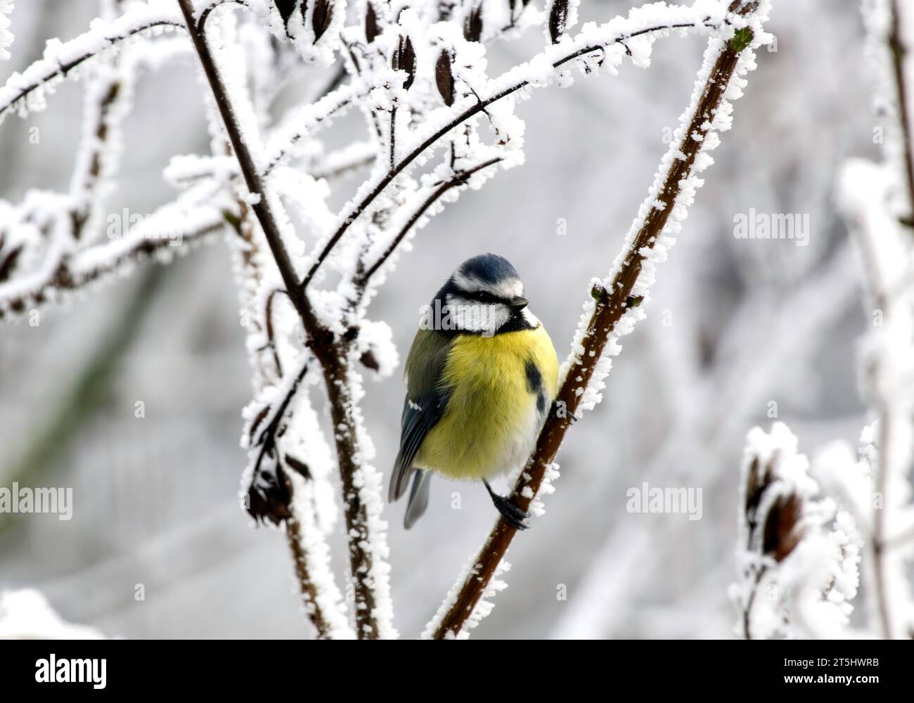 Oiseau jaune bleu perché sur la branche avec de la neige en hiver 2022, Allemagne Banque D'Images