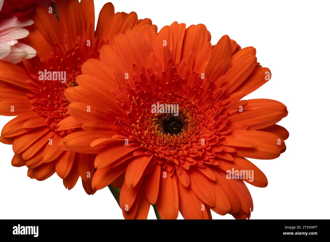 Bouquet de fleurs de gerbera colorées isolé sur un fond blanc. Banque D'Images