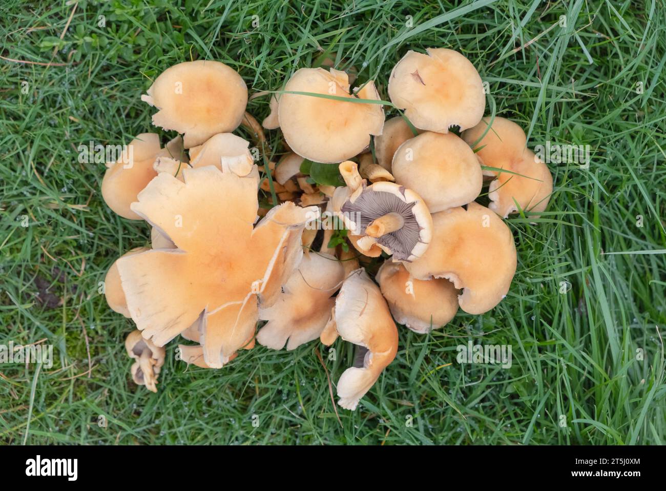 Une touffe de champignons sauvages jaunes poussant dans une touffe sur l'herbe humide, automne en Écosse. Les branchies sont de couleur gris pâle/buff. Banque D'Images