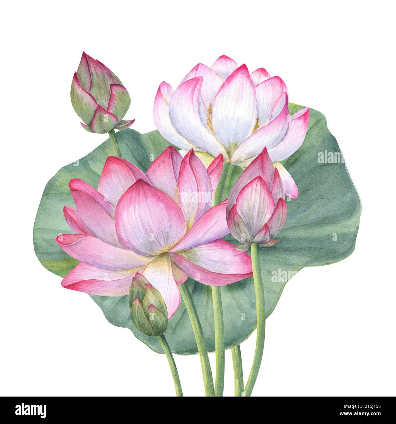Bouquet de fleurs de lotus rose et feuille. Nénuphars fleuris. lotus indien, feuille verte, bourgeon, lotus sacré. Illustration à l'aquarelle. Banque D'Images