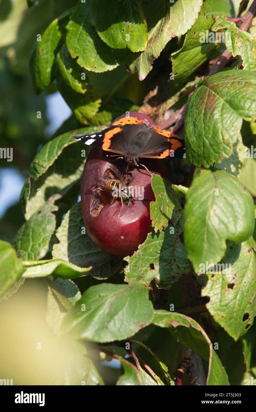 Un papillon amiral rouge (Vanessa Atalanta) et une guêpe (probablement Vespula Germanica) se nourrissent ensemble de fruits pourris dans un Plum Tree en automne Banque D'Images