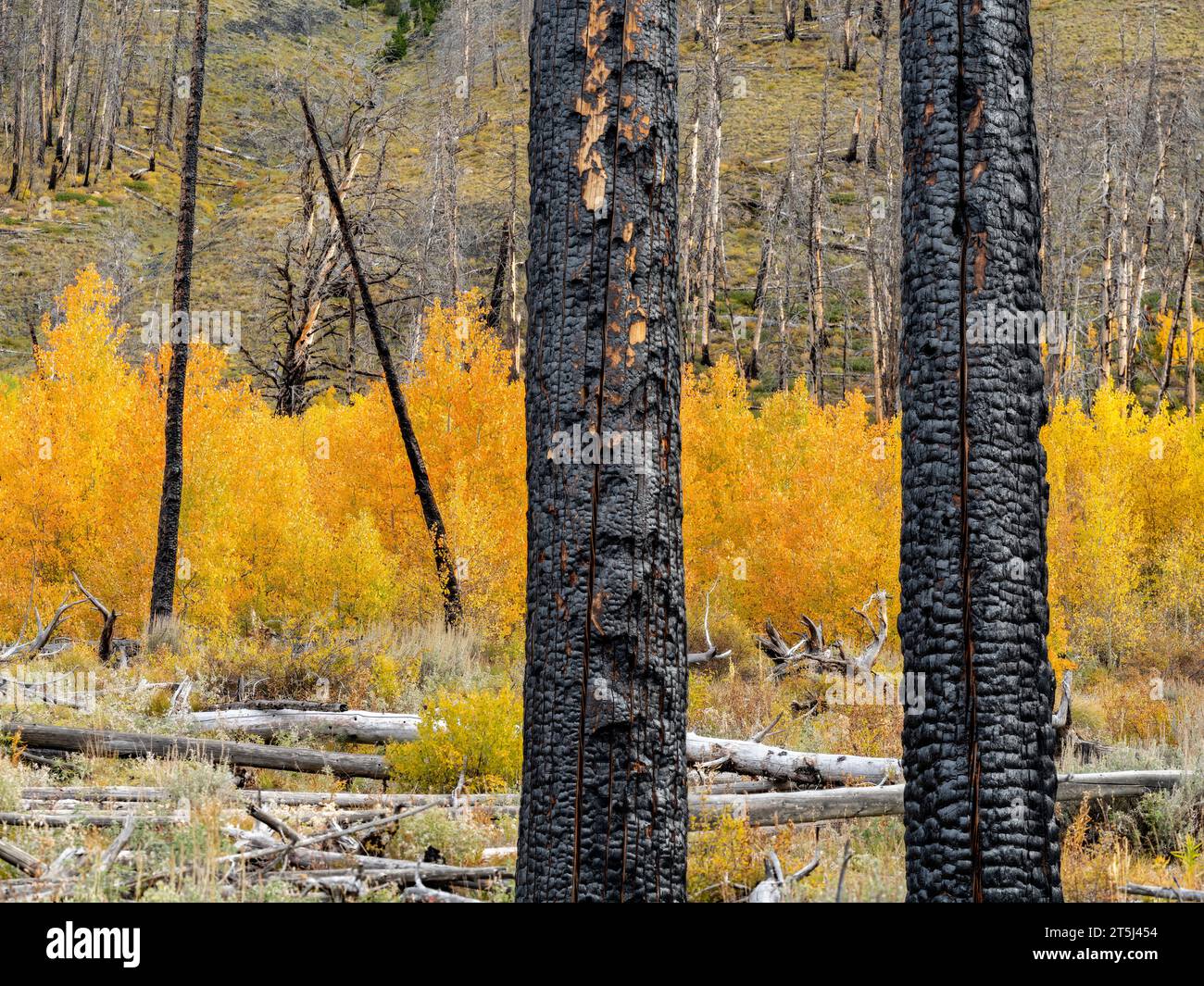 Gros plan d'arbres brûlés dans une forêt d'Aspen d'automne Banque D'Images