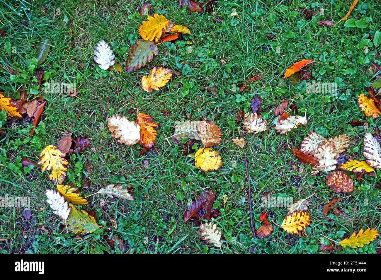 Laubfall im Herbst Das Laub der Schwedischen Mehlbeere zur Herbstzeit am Boden. *** Les feuilles tombent à l'automne les feuilles de l'arbre de service suédois sur le sol à l'automne crédit : Imago/Alamy Live News Banque D'Images