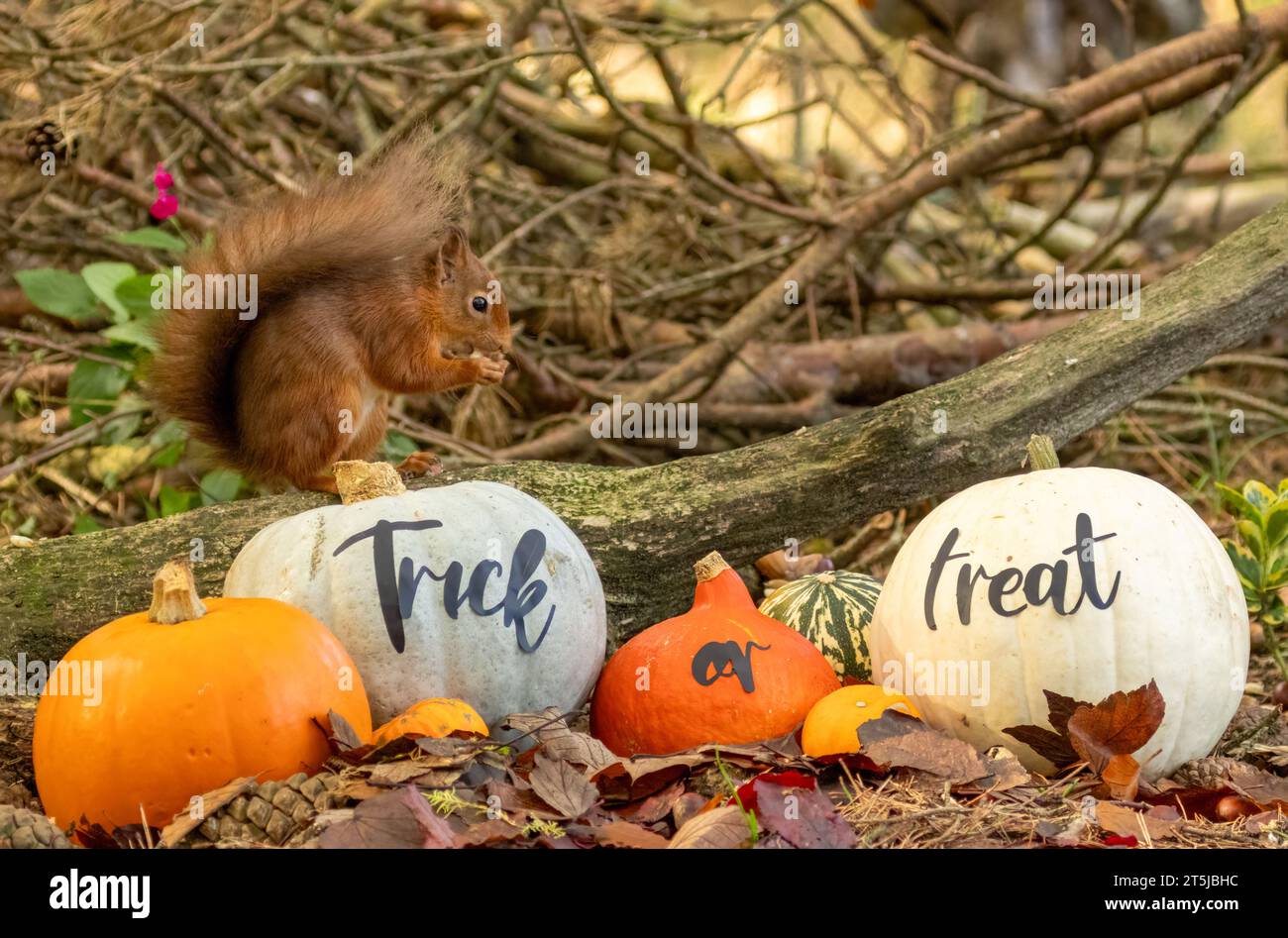 Mignon petit écureuil roux écossais trouvant des noix de singe parmi les citrouilles d'halloween de tour ou de traiter Banque D'Images