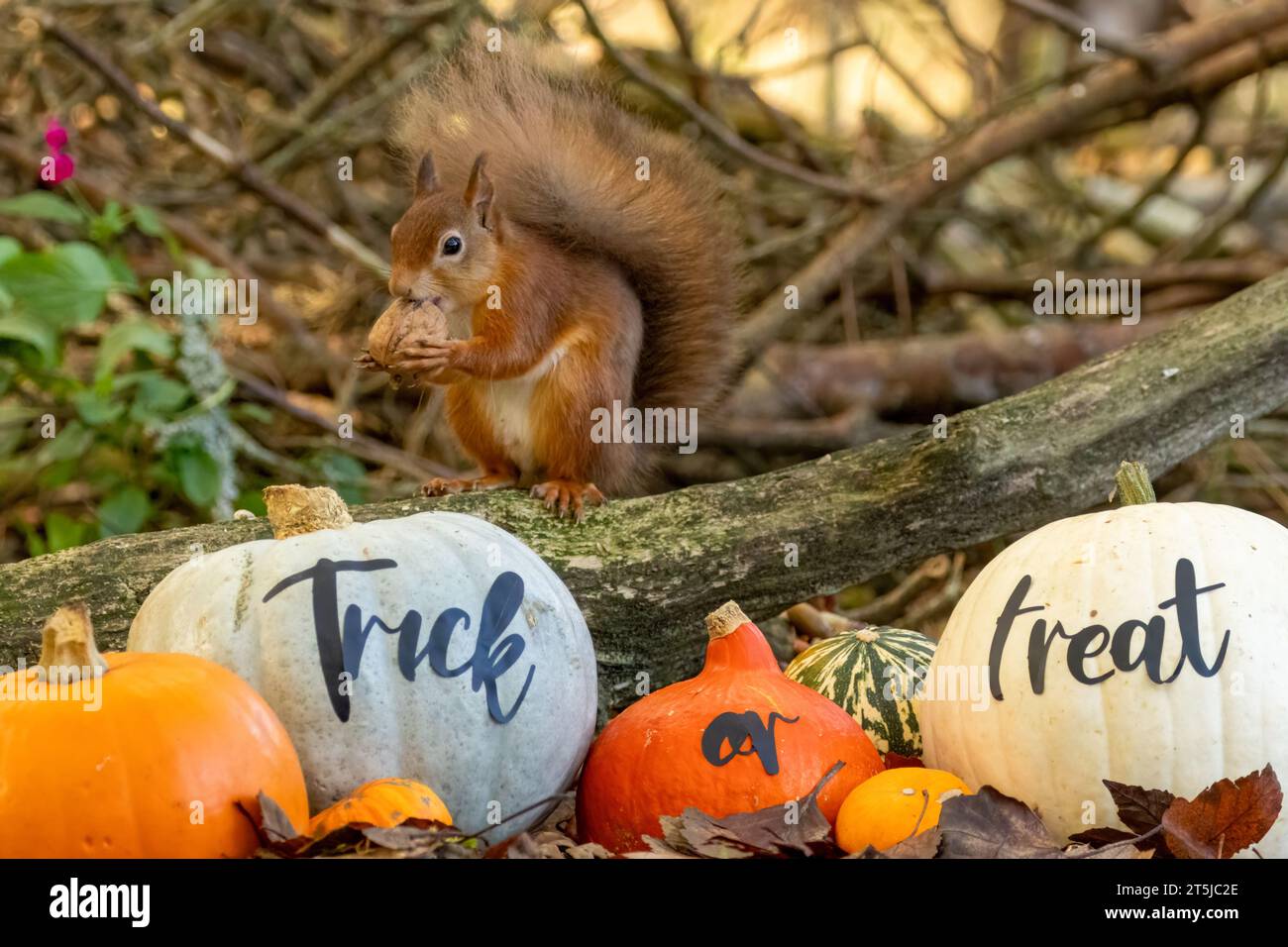 Mignon petit écureuil roux écossais trouvant des noix de singe parmi les citrouilles d'halloween de tour ou de traiter Banque D'Images
