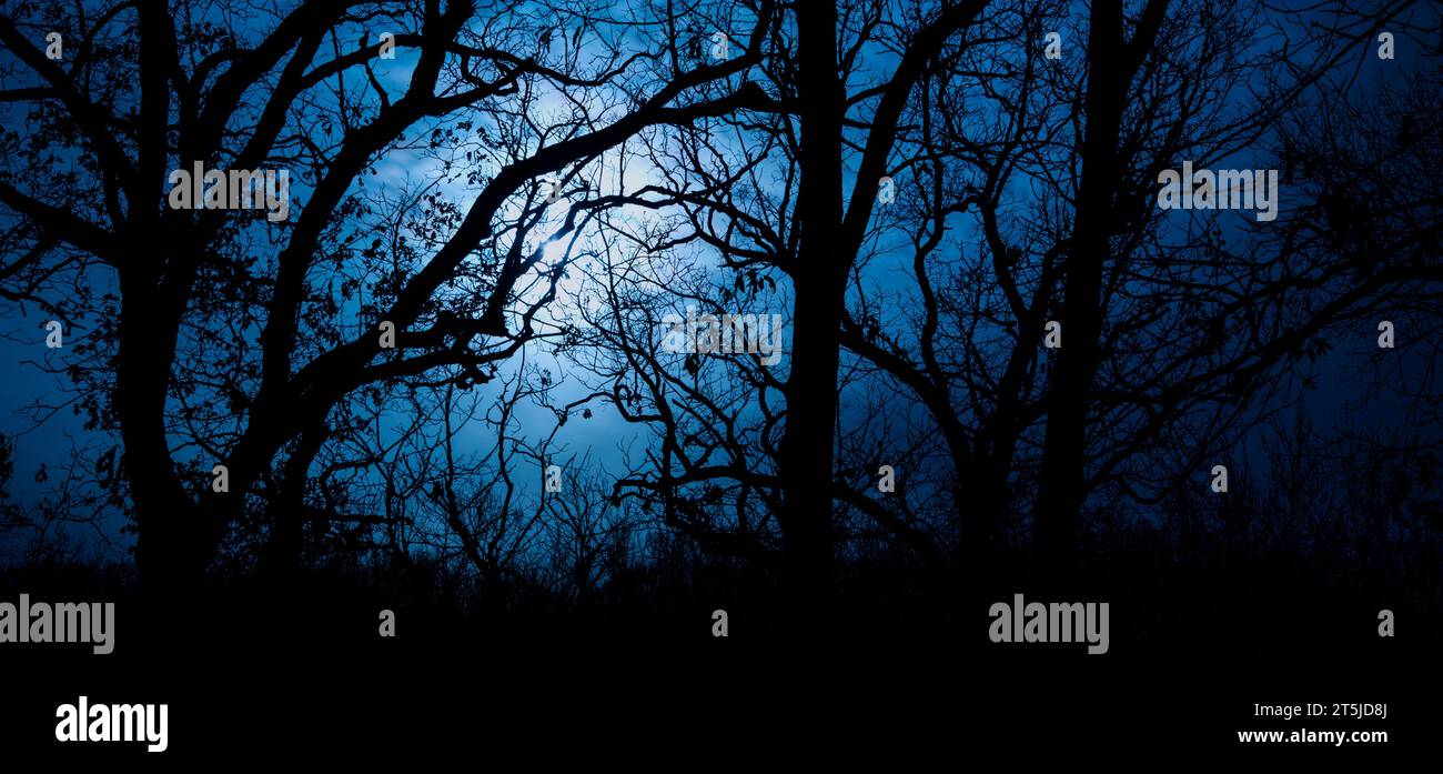 Lune à travers les branches d'une forêt hantée et effrayant de vieux arbres de croissance à nu au crépuscule. Banque D'Images