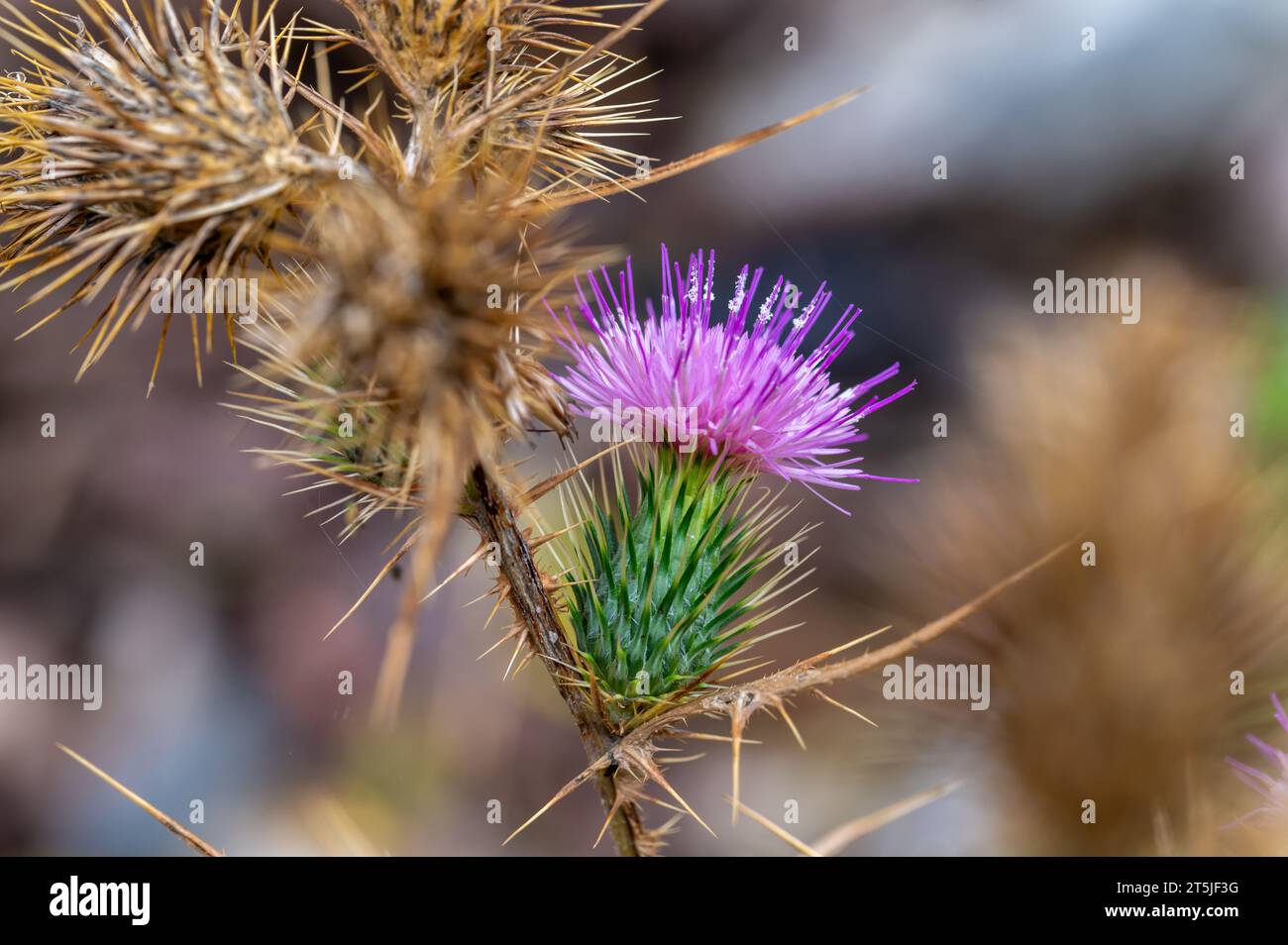 Fleur de chardon violet dans le champ Banque D'Images