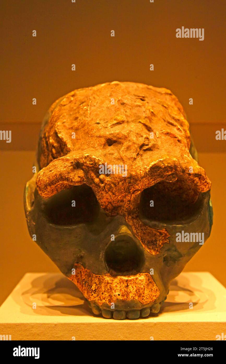 PÉKIN, CHINE - PALÉOLITHIQUE PRÉCOCE (ENVIRON 1 millions - 900 000 ANS) : crâne de l'homme Yuanxian (réplique), paléolithique précoce (environ 1 millions - 900 000 Banque D'Images