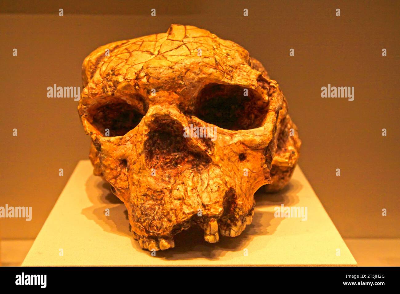 PÉKIN, CHINE - PALÉOLITHIQUE PRÉCOCE (ENVIRON 1 millions - 900 000 ANS) : crâne de l'homme Yuanxian (réplique), paléolithique précoce (environ 1 millions - 900 000 Banque D'Images