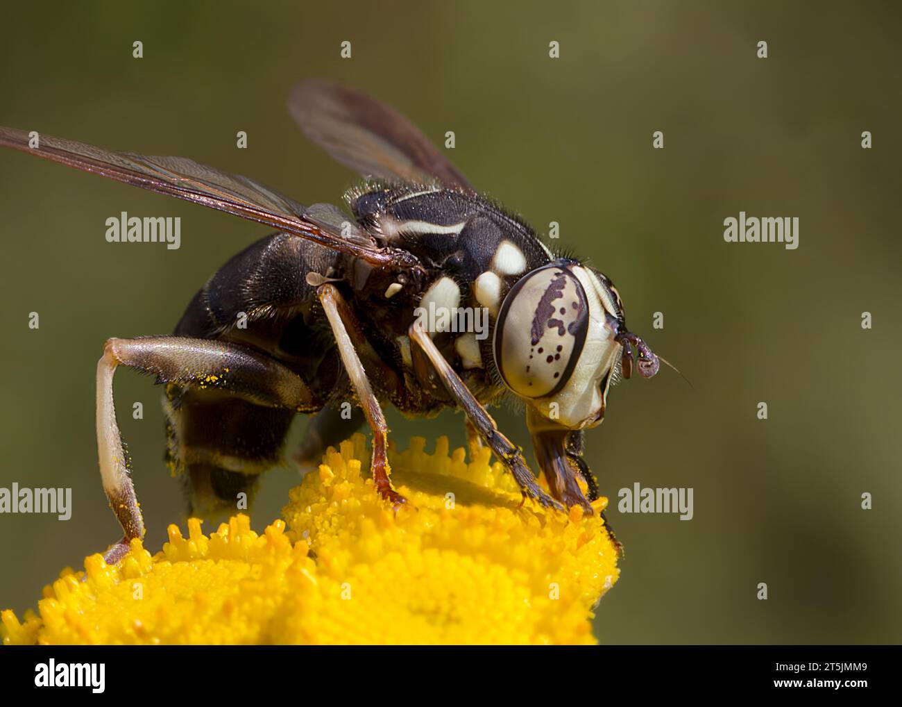 Le Hornet à face chauve (Dolichovespula maculata) pollinisant une fleur sauvage jaune de Tansy commune (Tanacetum vulgare) dans le nord du Minnesota aux États-Unis Banque D'Images