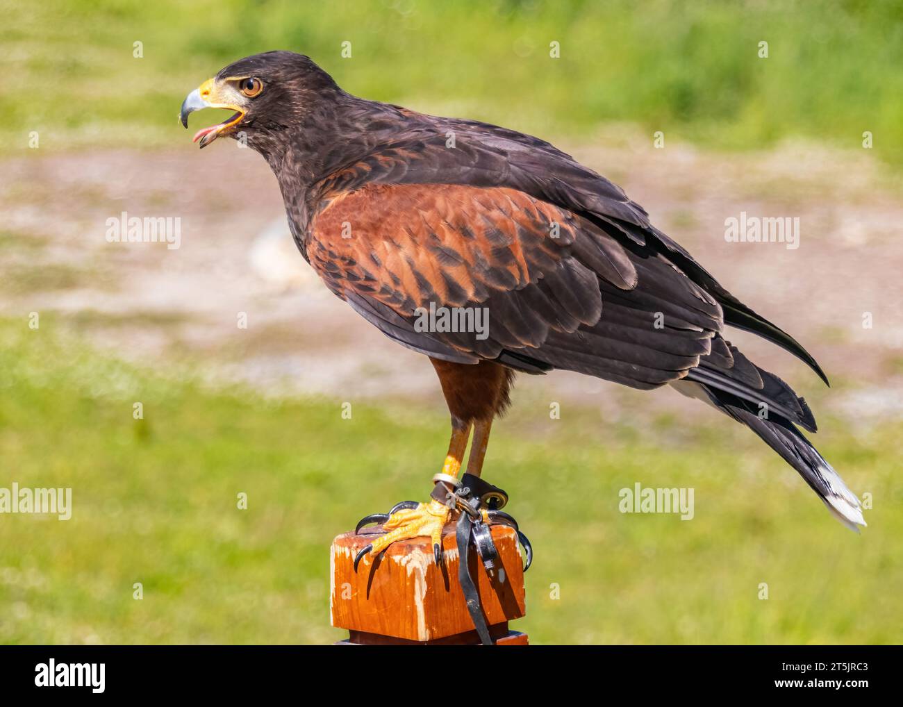 Un faucon de Harris se perche sur un poteau lors d'une exposition de fauconnerie à Grouse Mountain à Vancouver, Canada. Banque D'Images