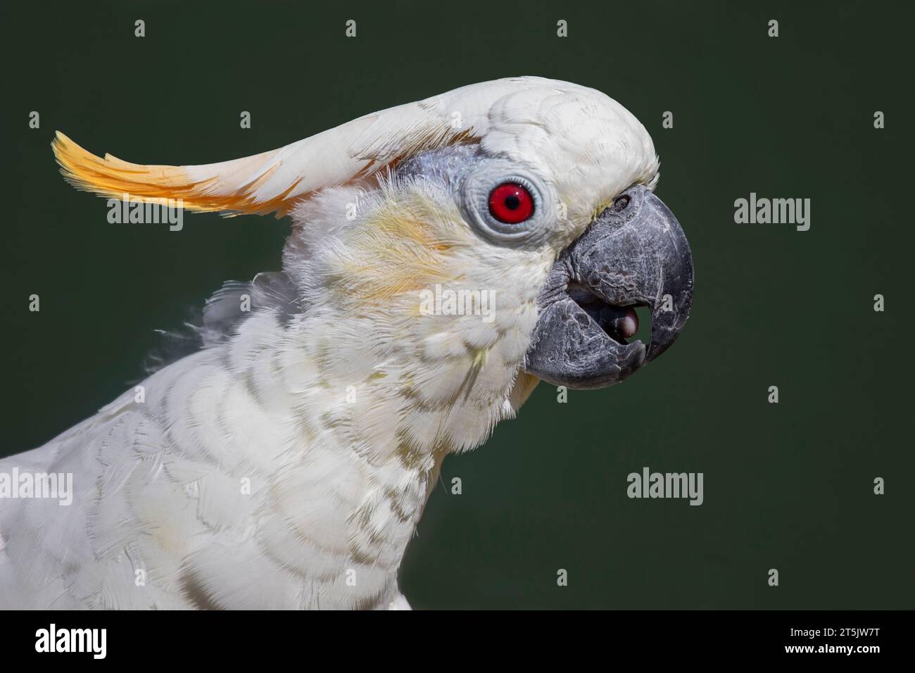 Portrait de profil latéral d'un cacatoès à crête de citron, Cacatua sulphurea citrinocristata. Il montre principalement la tête avec la crête jaune et le bec Banque D'Images