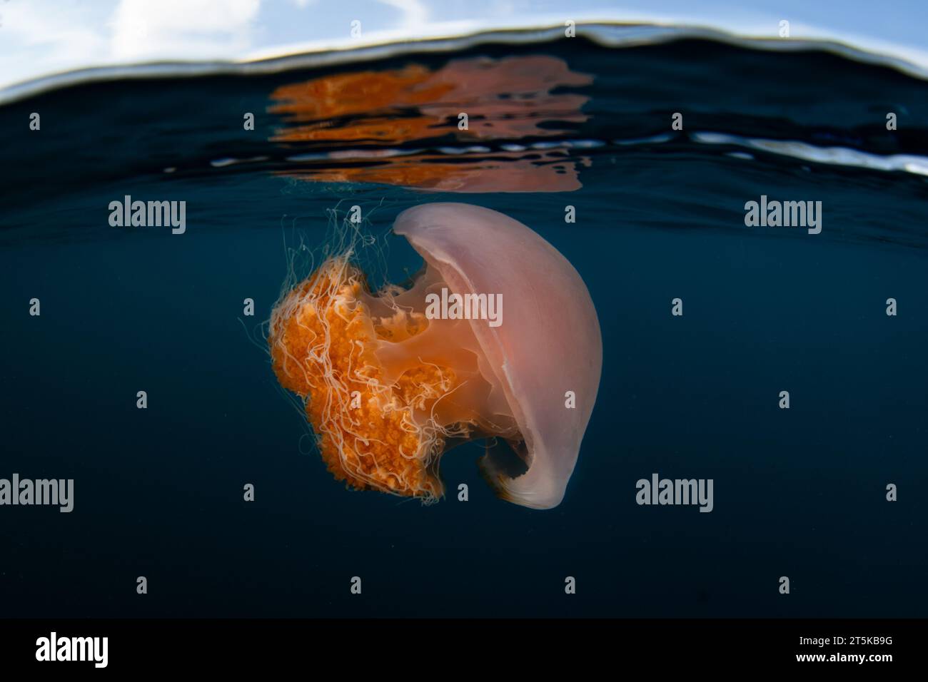 Une méduse dérive dans le courant océanique près d'une île de Raja Ampat, en Indonésie. Trop près des récifs, les méduses servent de nourriture à de nombreuses espèces. Banque D'Images