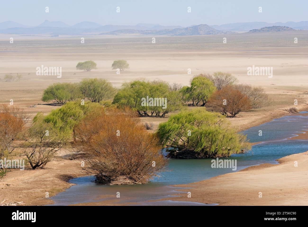Tempête de poussière avec des arbres soufflés par le vent sur une plaine inondable sèche, Afrique du Sud Banque D'Images