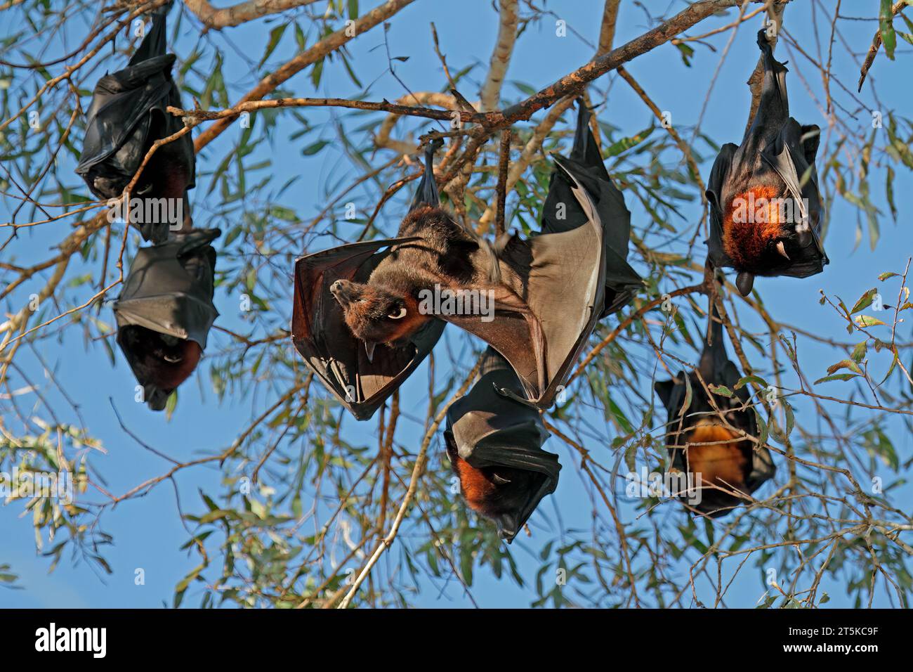 Renards volants noirs (Pteropus alecto) suspendus dans un arbre, parc national de Nitmiluk, territoire du Nord, Australie Banque D'Images