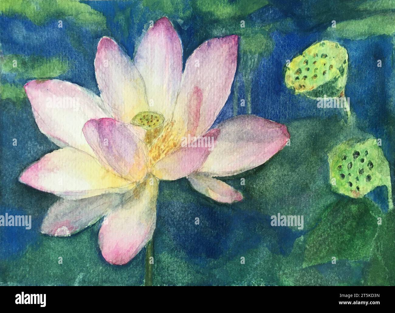 Peinture à l'aquarelle de fleurs de lotus. Aquarelle sur papier. Peint à la main. Banque D'Images